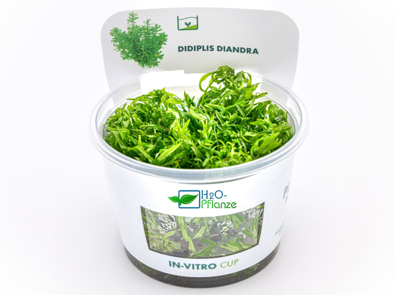 Preview: Amerikanische Wasserhecke - Didiplis diandra in vitro